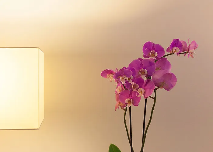 Hotel Colectia Urumea 2*